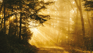 Novitas Loans Sunlit woodland